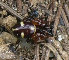 Asagena phalerata
