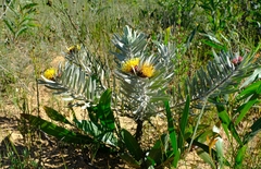 Leucospermum parile