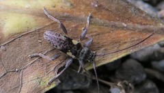 Stenellipsis bimaculata