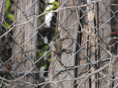 Sceloporus formosus