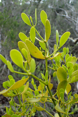 Viscum rotundifolium