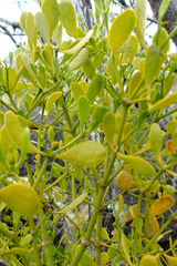 Viscum rotundifolium