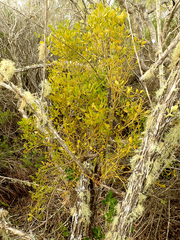 Viscum rotundifolium