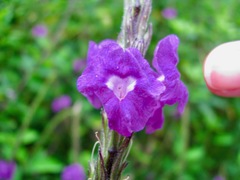 Stachytarpheta frantzii