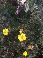 Deinandra greeneana peninsularis
