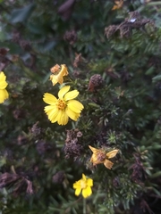 Deinandra greeneana peninsularis