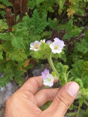 Phacelia ixodes