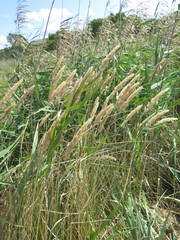 Calamagrostis extremiorientalis
