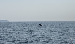 Thunnus