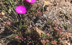 Lampranthus diutinus
