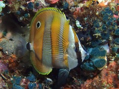 Coradion chrysozonus