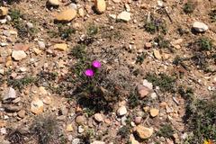 Lampranthus diutinus