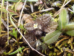 Myosotis brevis