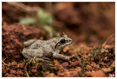 Raorchestes tinniens