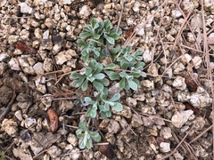 Antennaria marginata