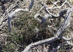 Hypodiscus procurrens