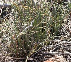 Hypodiscus procurrens