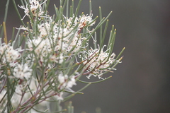 Hakea rugosa