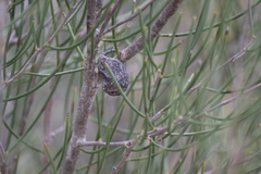 Hakea rugosa