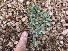 Antennaria marginata
