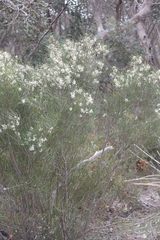 Hakea rugosa