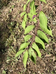 Callicarpa mollis