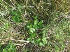 Ligusticum scothicum hultenii