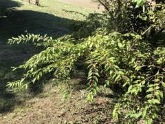 Callicarpa mollis