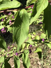 Callicarpa mollis