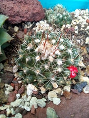Mammillaria oteroi