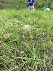 Hesperostipa spartea