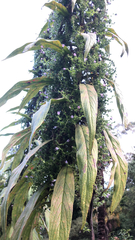 Echium pininana