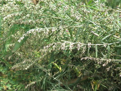 Artemisia umbrosa