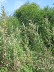 Artemisia umbrosa