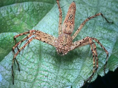 Hamadruas hieroglyphica