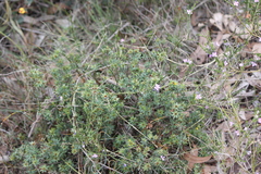 Pultenaea involucrata