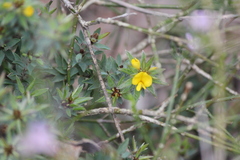 Pultenaea involucrata