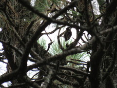 Dryobates stricklandi