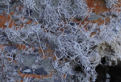 Roccellina hypomecha hypomecha