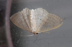 Idaea distinctaria