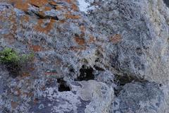 Roccellina hypomecha hypomecha