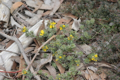 Pultenaea involucrata
