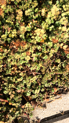 Acaena anserinifolia