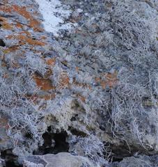 Roccellina hypomecha hypomecha