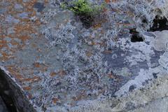 Roccellina hypomecha hypomecha