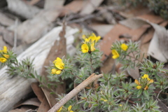 Pultenaea involucrata
