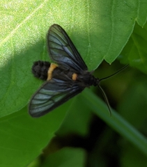 Psichotoe duvaucelii