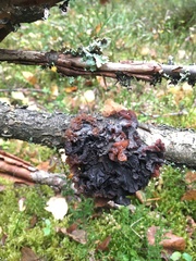 Phaeotremella foliacea