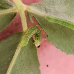 Neumichtis nigerrima