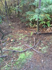 Pseudopanax arboreus